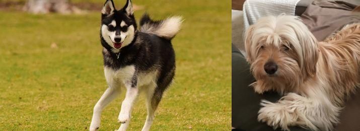 Cyprus Poodle vs Alaskan Klee Kai - Breed Comparison
