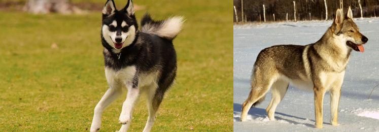 Czechoslovakian Wolfdog vs Alaskan Klee Kai - Breed Comparison