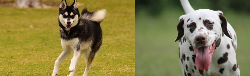 Dalmatian vs Alaskan Klee Kai - Breed Comparison