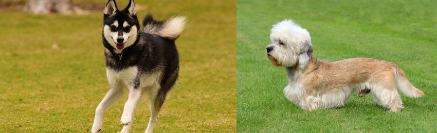 Dandie Dinmont Terrier vs Alaskan Klee Kai - Breed Comparison