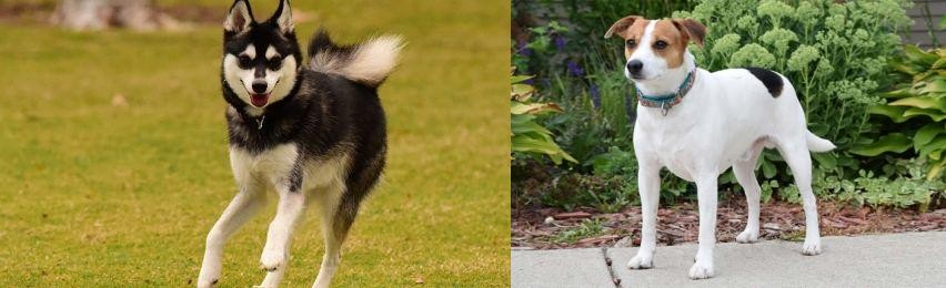 Danish Swedish Farmdog vs Alaskan Klee Kai - Breed Comparison