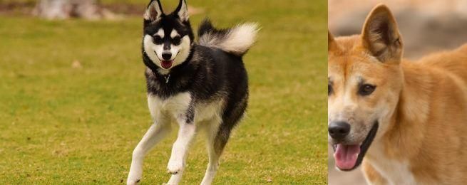 Dingo vs Alaskan Klee Kai - Breed Comparison