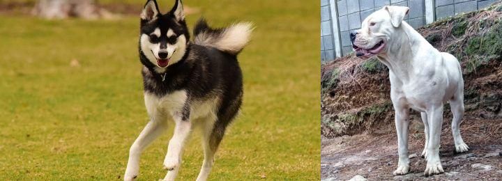 Dogo Guatemalteco vs Alaskan Klee Kai - Breed Comparison
