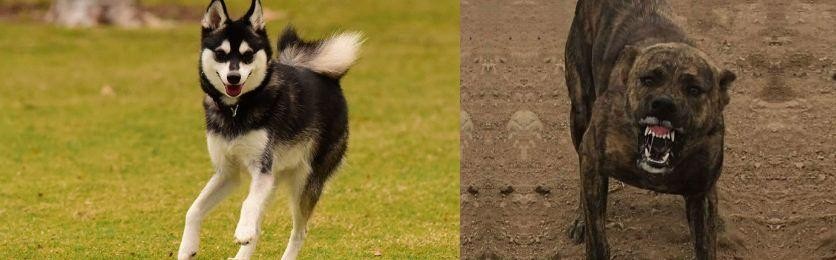Dogo Sardesco vs Alaskan Klee Kai - Breed Comparison