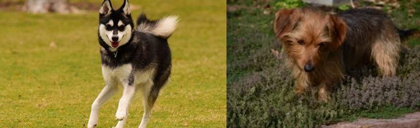 Dorkie vs Alaskan Klee Kai - Breed Comparison