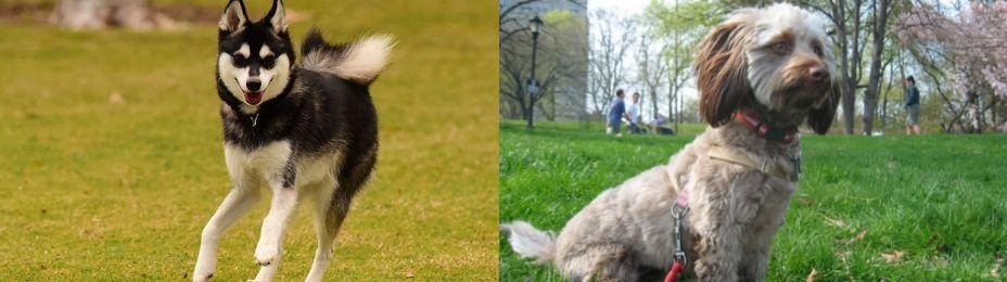 Doxiepoo vs Alaskan Klee Kai - Breed Comparison