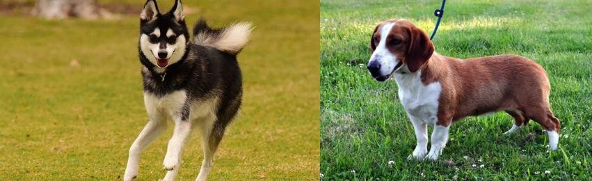Drever vs Alaskan Klee Kai - Breed Comparison