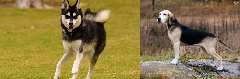 Dunker vs Alaskan Klee Kai - Breed Comparison