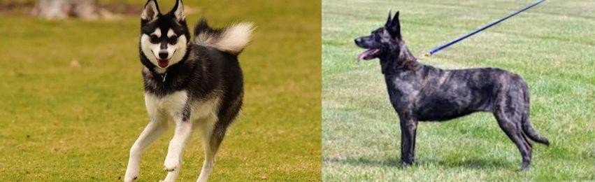 Dutch Shepherd vs Alaskan Klee Kai - Breed Comparison