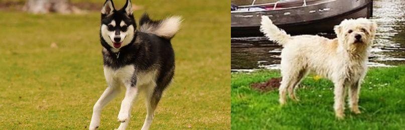 Dutch Smoushond vs Alaskan Klee Kai - Breed Comparison