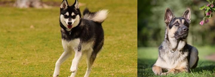 East European Shepherd vs Alaskan Klee Kai - Breed Comparison