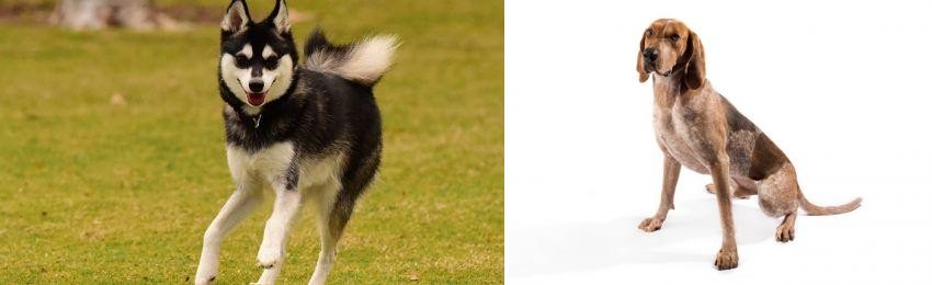 English Coonhound vs Alaskan Klee Kai - Breed Comparison