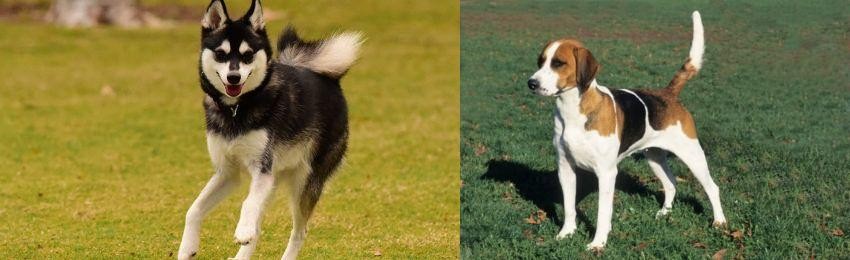 English Foxhound vs Alaskan Klee Kai - Breed Comparison