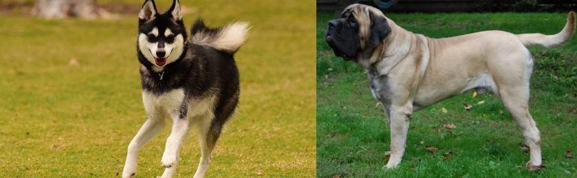 English Mastiff vs Alaskan Klee Kai - Breed Comparison