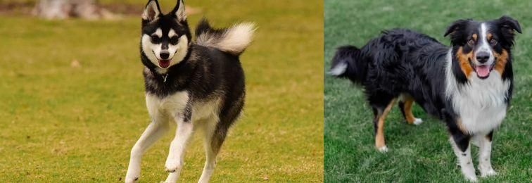 English Shepherd vs Alaskan Klee Kai - Breed Comparison