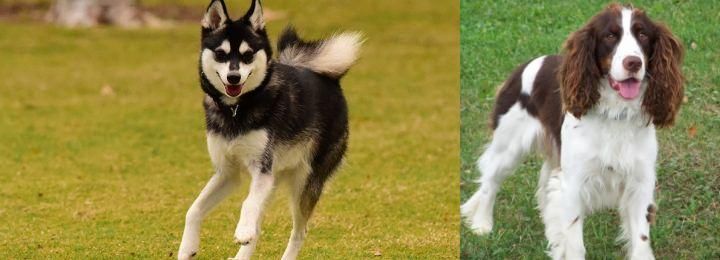 English Springer Spaniel vs Alaskan Klee Kai - Breed Comparison