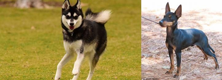 English Toy Terrier (Black & Tan) vs Alaskan Klee Kai - Breed Comparison