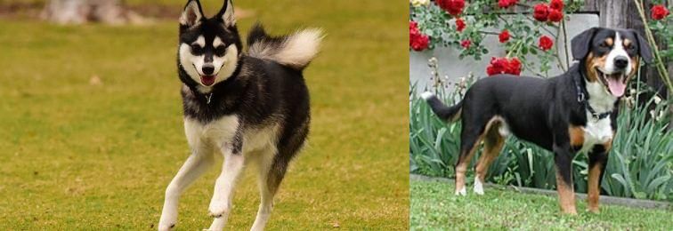 Entlebucher Mountain Dog vs Alaskan Klee Kai - Breed Comparison