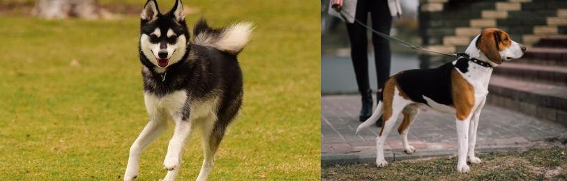 Estonian Hound vs Alaskan Klee Kai - Breed Comparison
