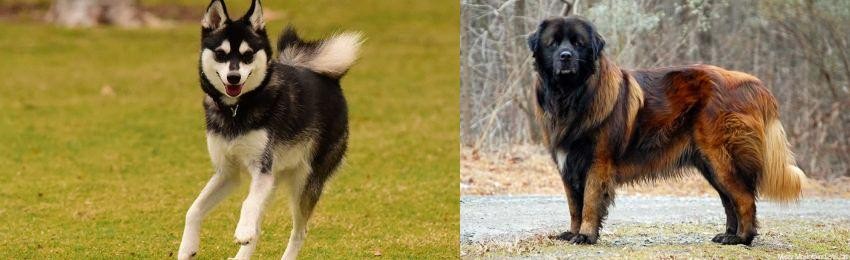 Estrela Mountain Dog vs Alaskan Klee Kai - Breed Comparison
