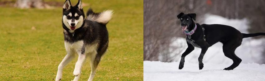 Eurohound vs Alaskan Klee Kai - Breed Comparison
