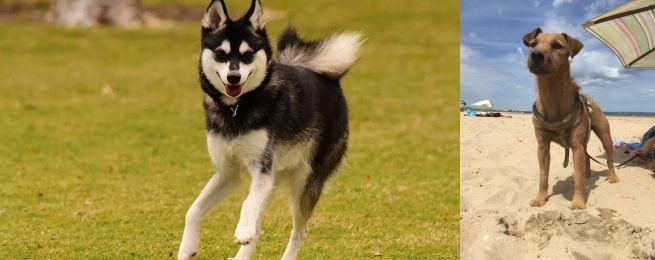 Fell Terrier vs Alaskan Klee Kai - Breed Comparison
