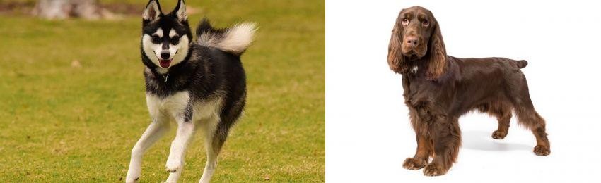 Field Spaniel vs Alaskan Klee Kai - Breed Comparison