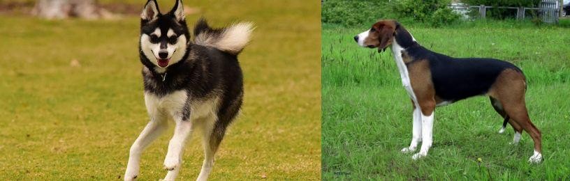 Finnish Hound vs Alaskan Klee Kai - Breed Comparison