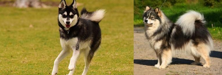 Finnish Lapphund vs Alaskan Klee Kai - Breed Comparison