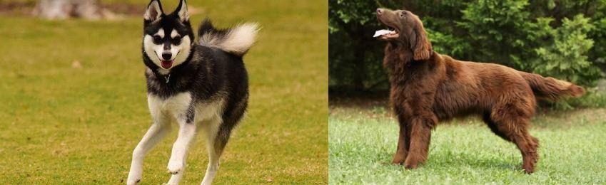 Flat-Coated Retriever vs Alaskan Klee Kai - Breed Comparison