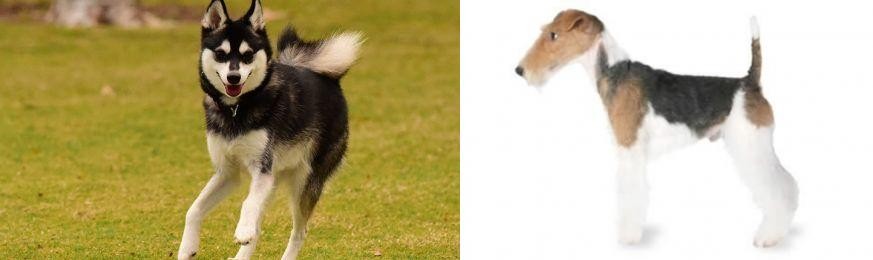 Fox Terrier vs Alaskan Klee Kai - Breed Comparison