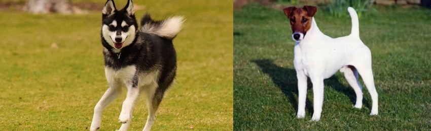 Fox Terrier (Smooth) vs Alaskan Klee Kai - Breed Comparison