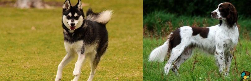 French Spaniel vs Alaskan Klee Kai - Breed Comparison