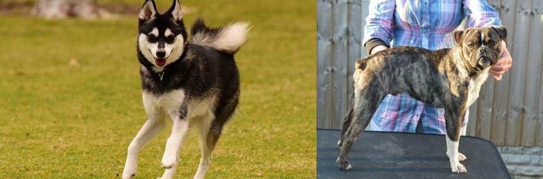Fruggle vs Alaskan Klee Kai - Breed Comparison