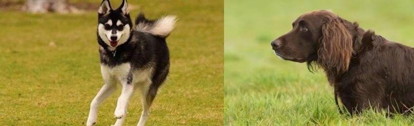 German Longhaired Pointer vs Alaskan Klee Kai - Breed Comparison
