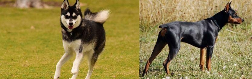 German Pinscher vs Alaskan Klee Kai - Breed Comparison