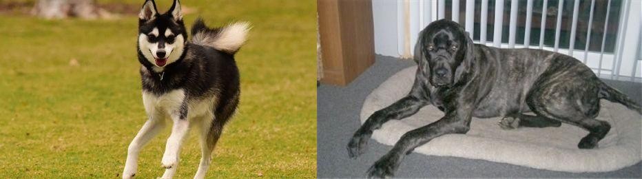 Giant Maso Mastiff vs Alaskan Klee Kai - Breed Comparison