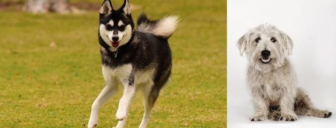 Glen of Imaal Terrier vs Alaskan Klee Kai - Breed Comparison
