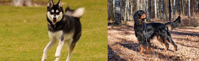 Gordon Setter vs Alaskan Klee Kai - Breed Comparison