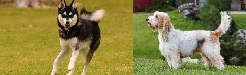 Grand Griffon Vendeen vs Alaskan Klee Kai - Breed Comparison