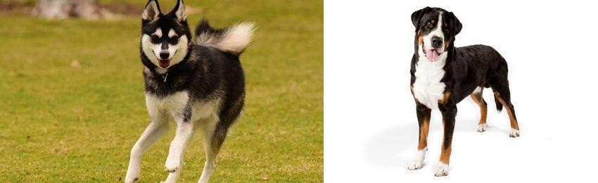 Greater Swiss Mountain Dog vs Alaskan Klee Kai - Breed Comparison