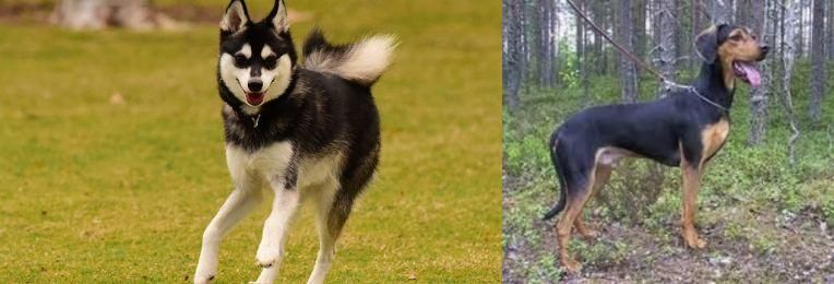 Greek Harehound vs Alaskan Klee Kai - Breed Comparison