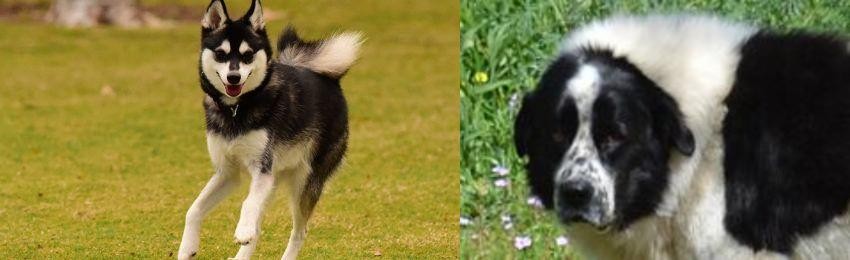 Greek Sheepdog vs Alaskan Klee Kai - Breed Comparison