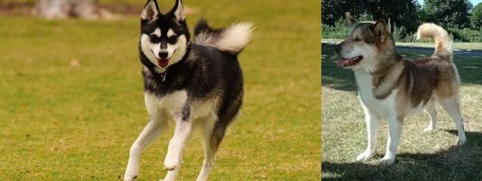 Greenland Dog vs Alaskan Klee Kai - Breed Comparison
