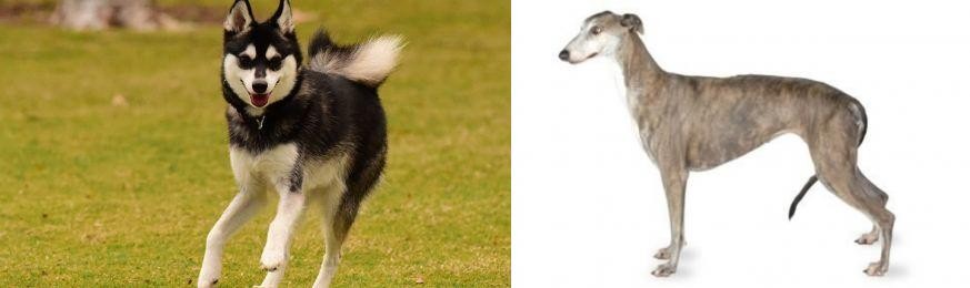 Greyhound vs Alaskan Klee Kai - Breed Comparison