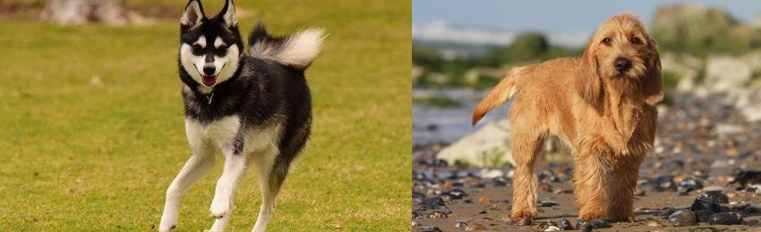 Griffon Fauve de Bretagne vs Alaskan Klee Kai - Breed Comparison