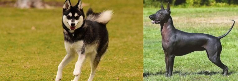 Hairless Khala vs Alaskan Klee Kai - Breed Comparison