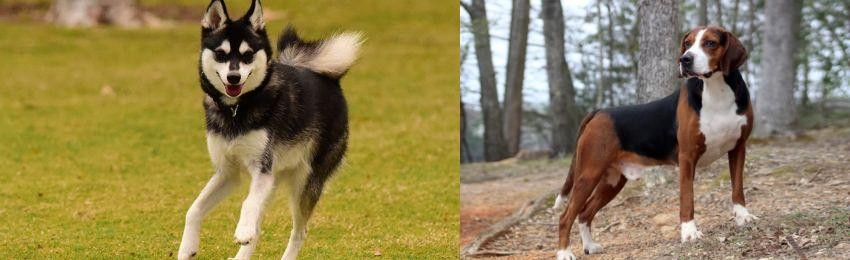 Hamiltonstovare vs Alaskan Klee Kai - Breed Comparison