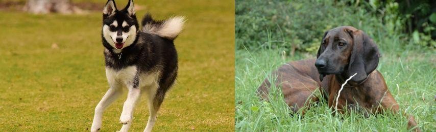 Hanover Hound vs Alaskan Klee Kai - Breed Comparison