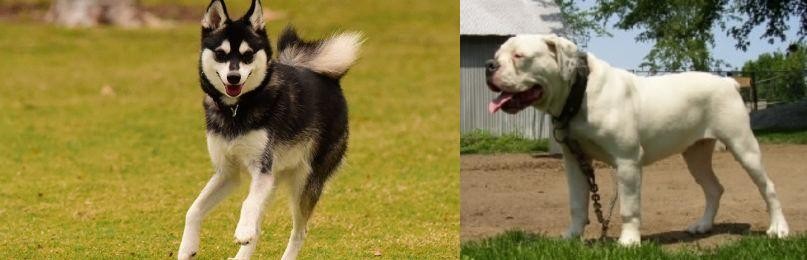 Hermes Bulldogge vs Alaskan Klee Kai - Breed Comparison